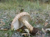 Echinoderma echinaceum (J.E. Lange) Bon 1991