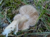 Entoloma gr. bloxamii (Berk. & Broome) Sacc. 1887