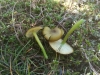 Entoloma incanum (Fr.) Hesler 1967