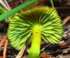 Entoloma incanum (Fr.) Hesler 1967