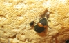 Fomitopsis pinicola (Sw.) P. Karst. 1881