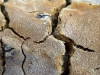 Fuscoporia ferrea (Pers.) G. Cunn. 1948
