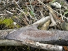 Fuscoporia ferruginosa (Schrad.) Murrill 1907