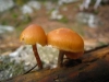 Galerina marginata (Batsch) Khner 1935