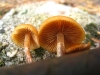 Galerina marginata (Batsch) Khner 1935