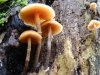 Galerina marginata (Batsch) Khner 1935