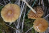 Galerina sp.