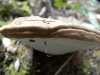 Ganoderma sp.