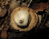 Geastrum fimbriatum Fr. 1829 Geastrum fimbriatum Fr. 1829