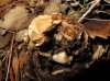 Geastrum fimbriatum Fr. 1829 Geastrum fimbriatum Fr. 1829