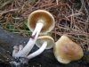 Gymnopilus penetrans (Fr.) Murrill 1912