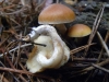 Gymnopilus penetrans (Fr.) Murrill 1912