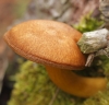 Gymnopilus penetrans (Fr.) Murrill 1912