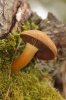 Gymnopilus penetrans (Fr.) Murrill 1912