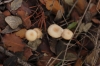 Gymnopus aff. terginus (Fr.) Antonn & Noordel. 1997