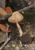 Gymnopus aff. terginus (Fr.) Antonn & Noordel. 1997
