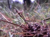 Gymnopus androsaceus (L.) Della Maggiora & Trassinelli 2014