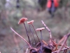 Gymnopus androsaceus (L.) Della Maggiora & Trassinelli 2014