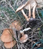 Gymnopus aquosus (Bull.) Antonn & Noordel. 1997