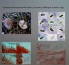Gymnopus fuscopurpureus (Pers.) Antonn, Halling & Noordel. 1997