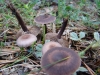 Gymnopus fuscopurpureus (Pers.) Antonn, Halling & Noordel. 1997