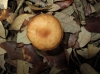 Gymnopus pubipes Antonn, A. Ortega & Esteve-Rav. 2003