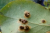 Gymnosporangium clavariiforme (Wulfen) DC. 1805
