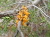Gymnosporangium clavariiforme (Wulfen) DC. 1805
