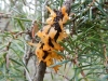Gymnosporangium clavariiforme (Wulfen) DC. 1805
