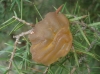 Gymnosporangium sp. Gymnosporangium sp.