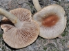 Hebeloma mesophaeum (Pers.) Qul. 1872