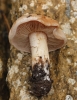 Hebeloma sp.