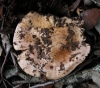 Hebeloma sp.