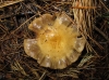 Hebeloma sp.