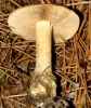 Hebeloma sp.