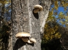 Hemipholiota populnea (Pers.) Bon 1986
