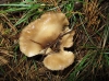 Hohenbuehelia petaloides (Bull.) Schulzer 1866