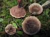 Hydnellum concrescens (Pers.) Banker 1906