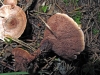 Hydnellum concrescens (Pers.) Banker 1906