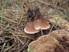 Hydnellum ferrugineum (Fr.) P. Karst. 1879