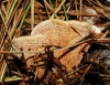 Hydnellum ferrugineum (Fr.) P. Karst. 1879