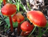 Hygrocybe coccinea (Schaeff.) P. Kumm. 1871