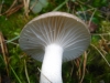 Hygrophorus agathosmus (Fr.) Fr. 1838