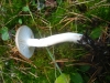 Hygrophorus agathosmus (Fr.) Fr. 1838