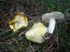 Hygrophorus chrysodon (Batsch) Fr. 1838