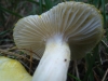 Hygrophorus chrysodon (Batsch) Fr. 1838