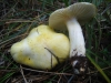 Hygrophorus chrysodon (Batsch) Fr. 1838