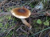 Hygrophorus discoideus (Pers.) Fr. 1838