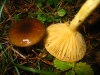 Hygrophorus hypothejus (Fr.) Fr. 1838