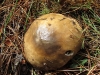 Hygrophorus latitabundus Britzelm. 1899